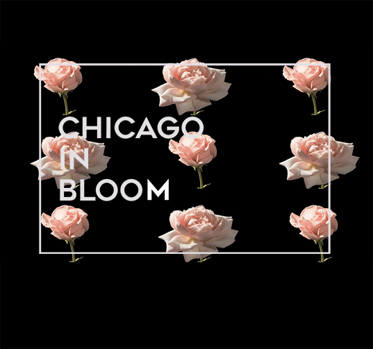 chicago in bloom wordpress